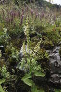 Слика од Teucrium scorodonia L.