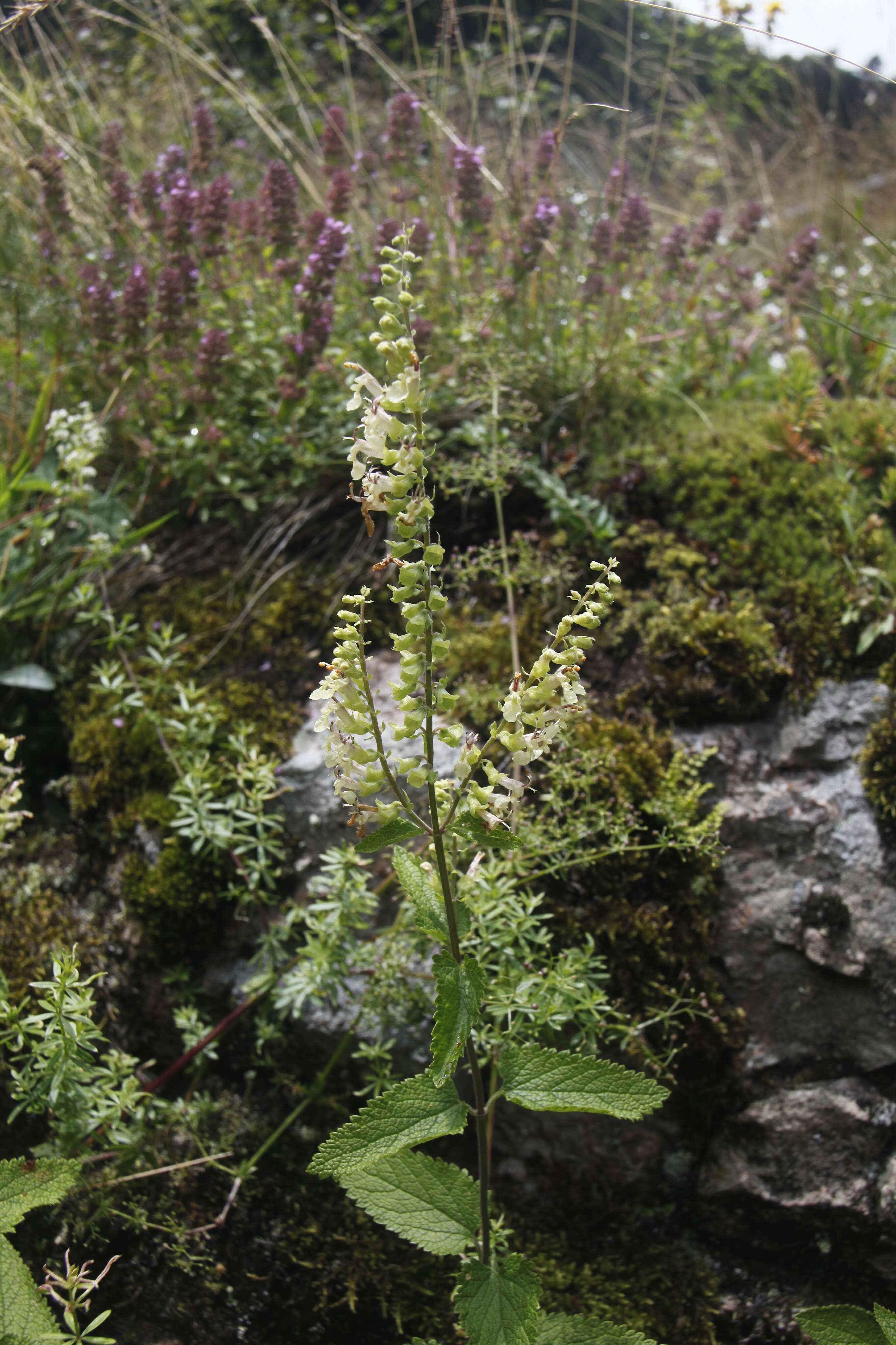Слика од Teucrium scorodonia L.