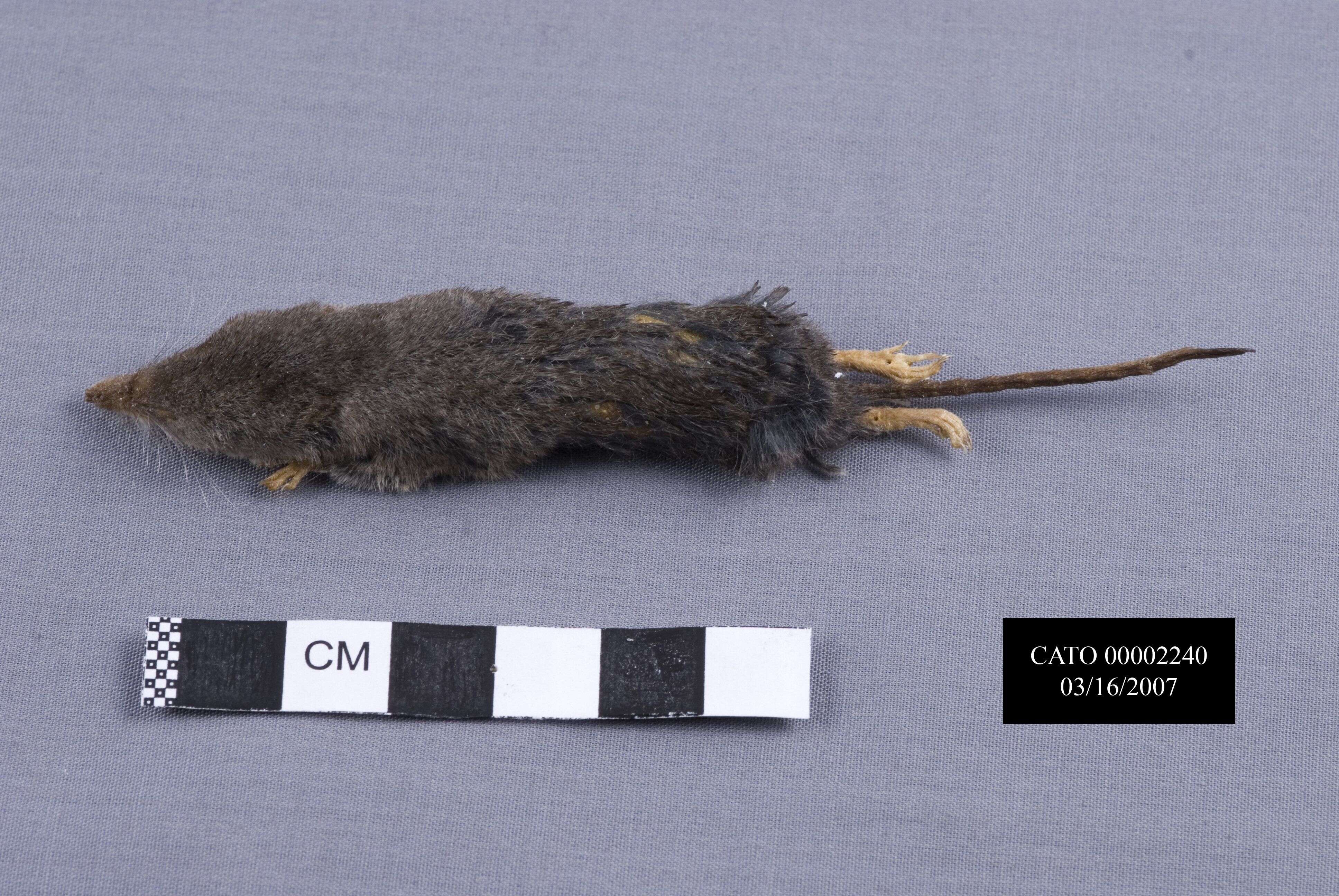 Image of Smoky Shrew