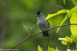 Image of Barred Antshrike