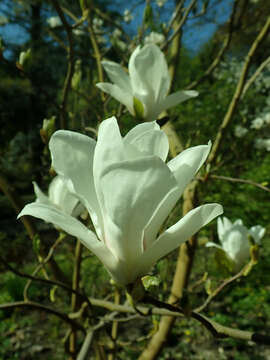 Image of Lily Tree