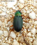 Image of Vivid Metallic Ground Beetles