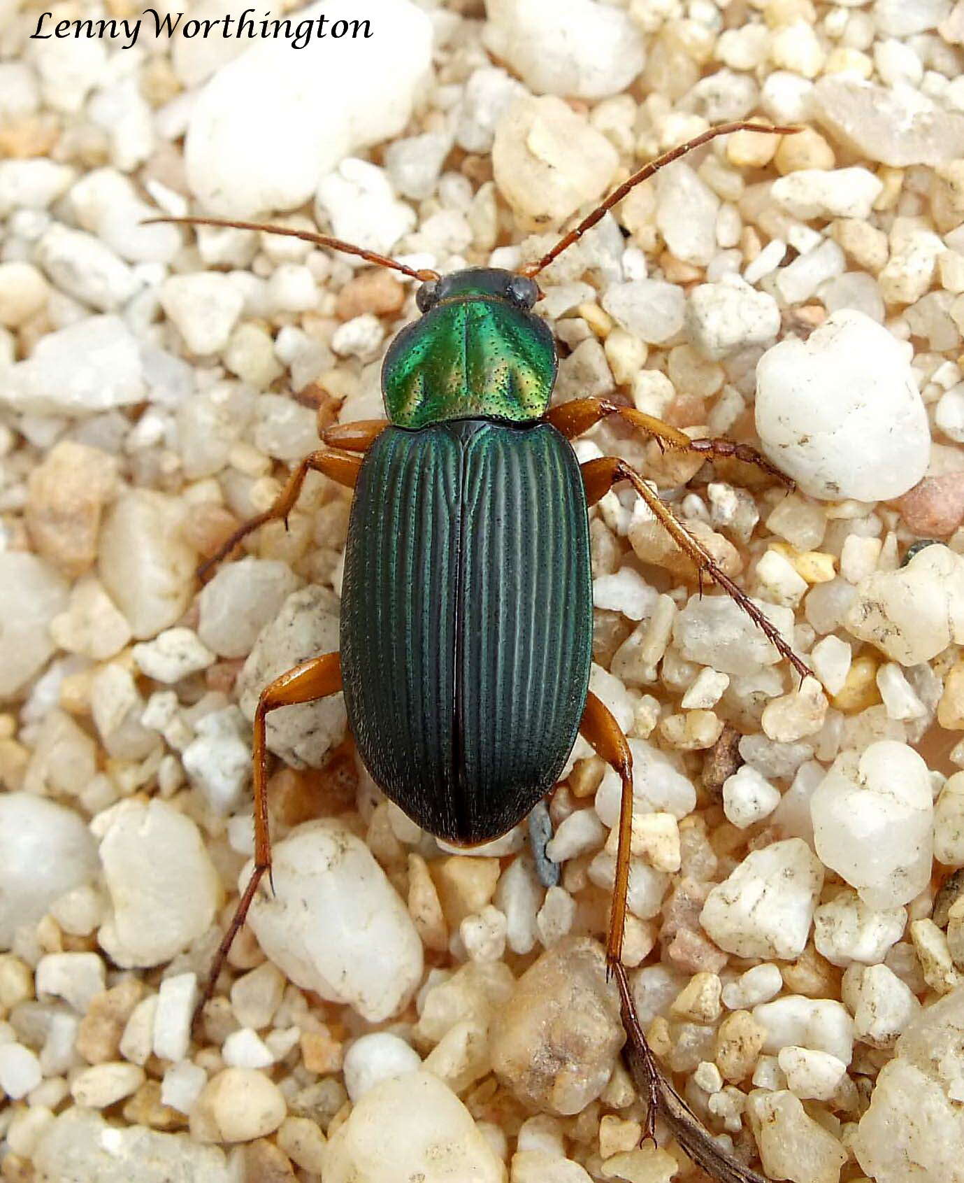 Image of Vivid Metallic Ground Beetles