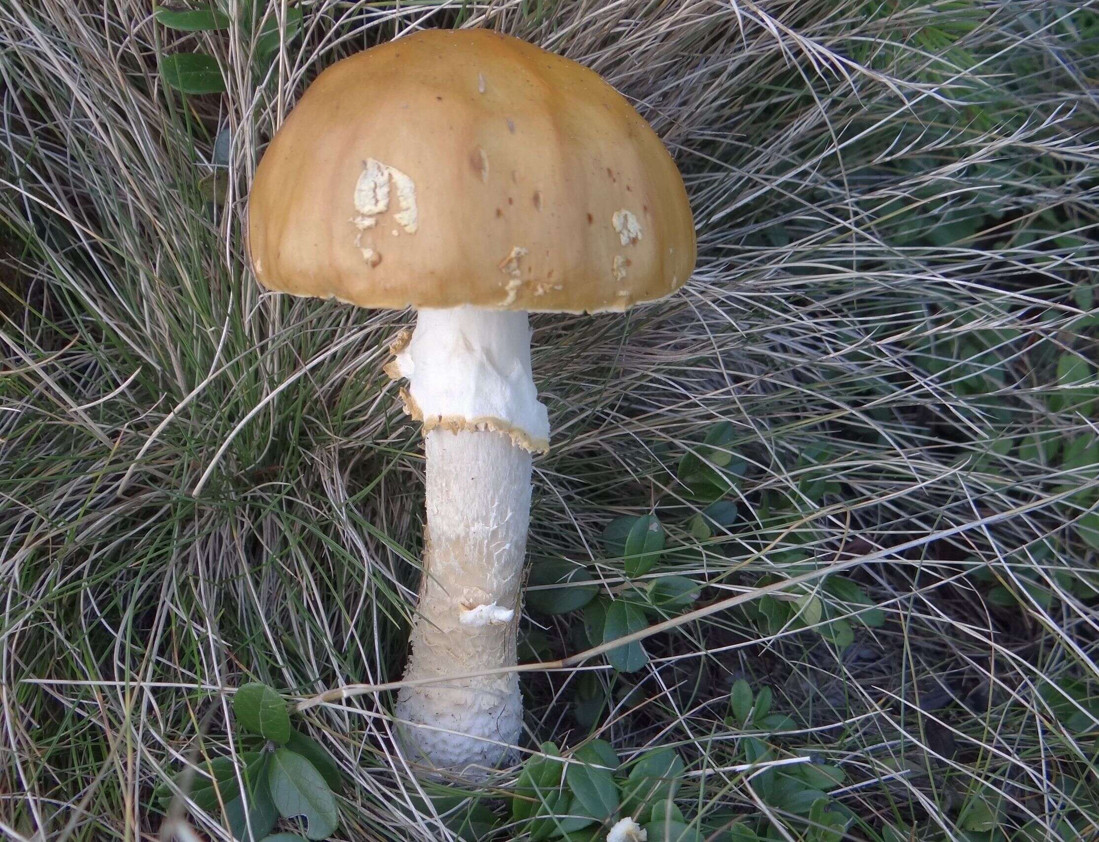 Image of gemmed Amanita