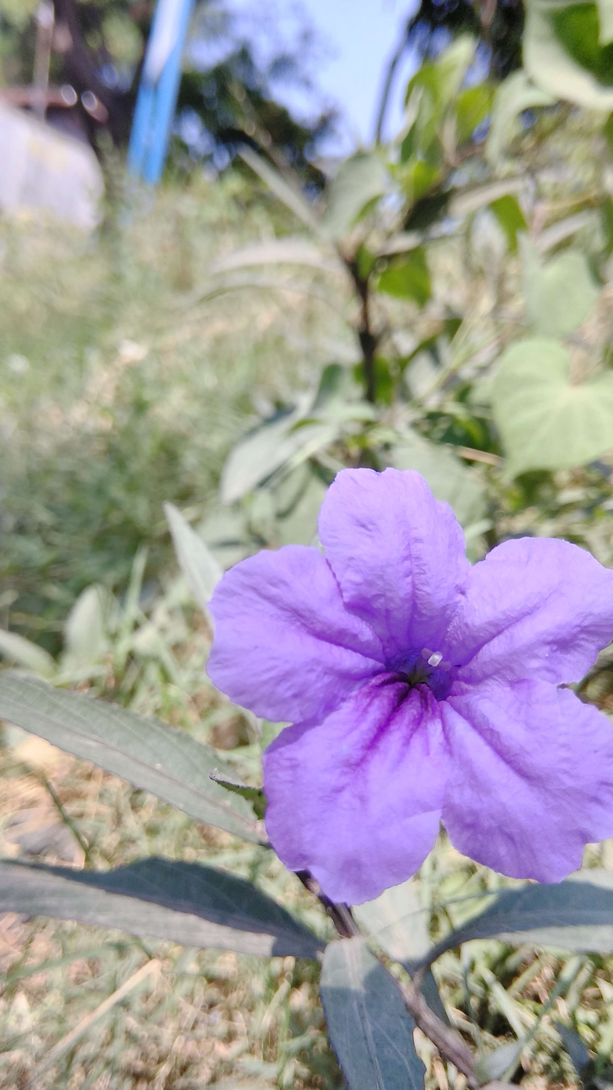 Image de Ruellia simplex Wright