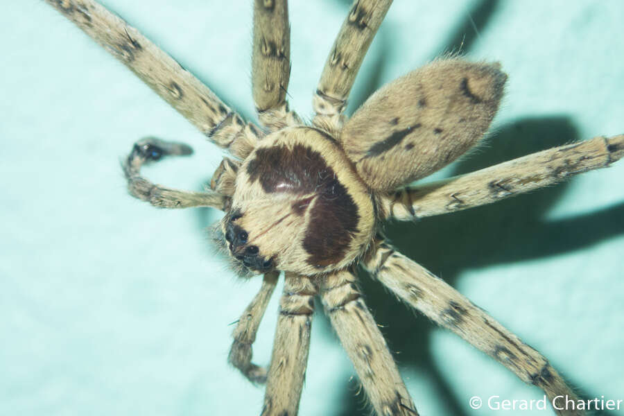 Image of Huntsman spider