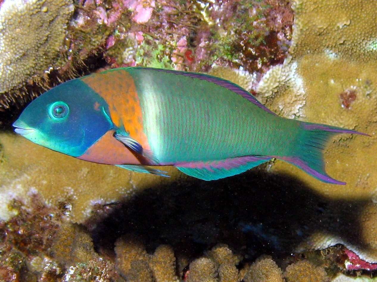 Image of Saddle wrasse