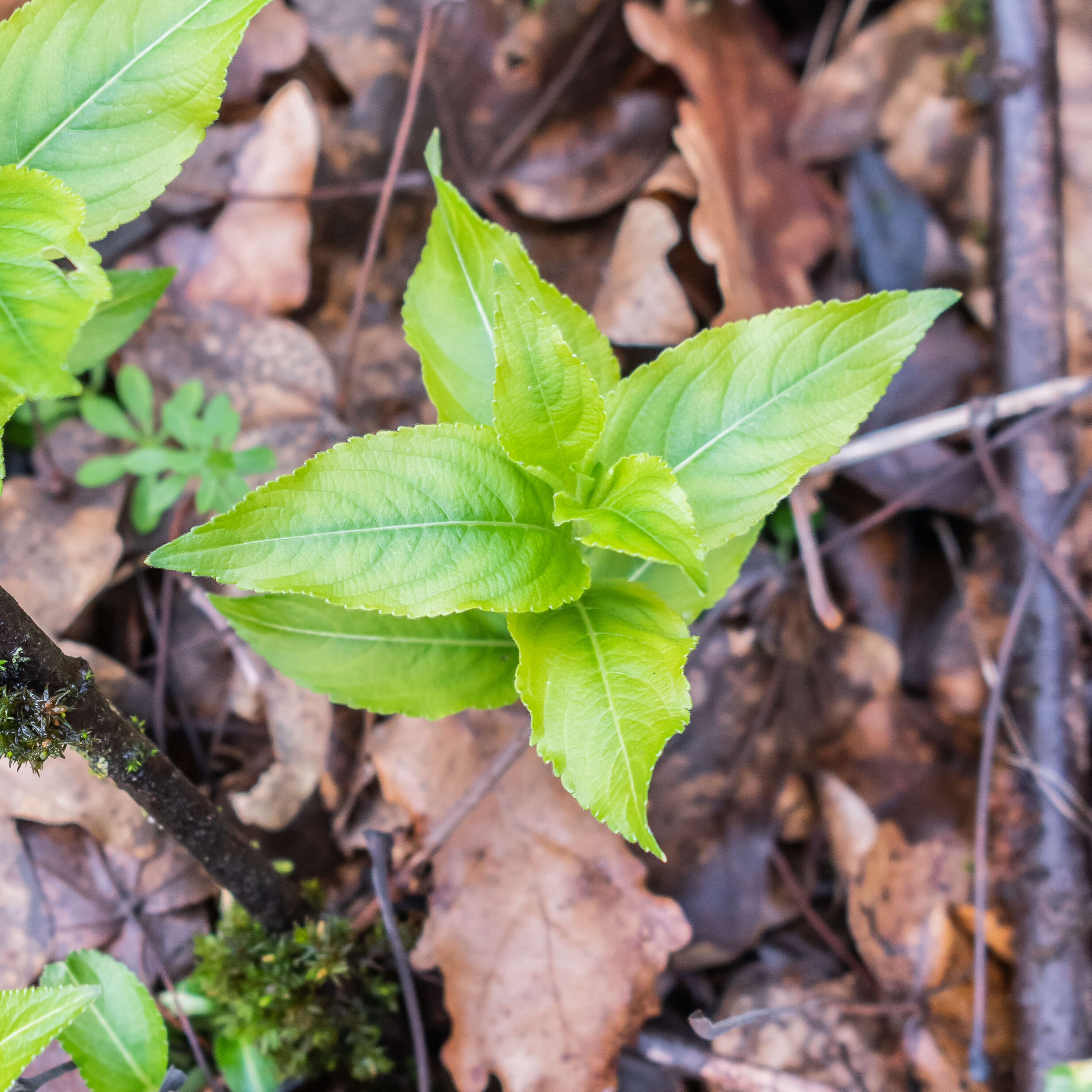 Image of dog's mercury