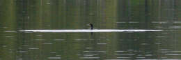 Image of Black Shag