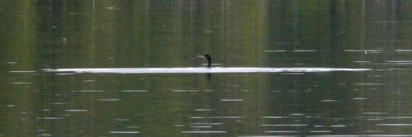 Image of Black Shag