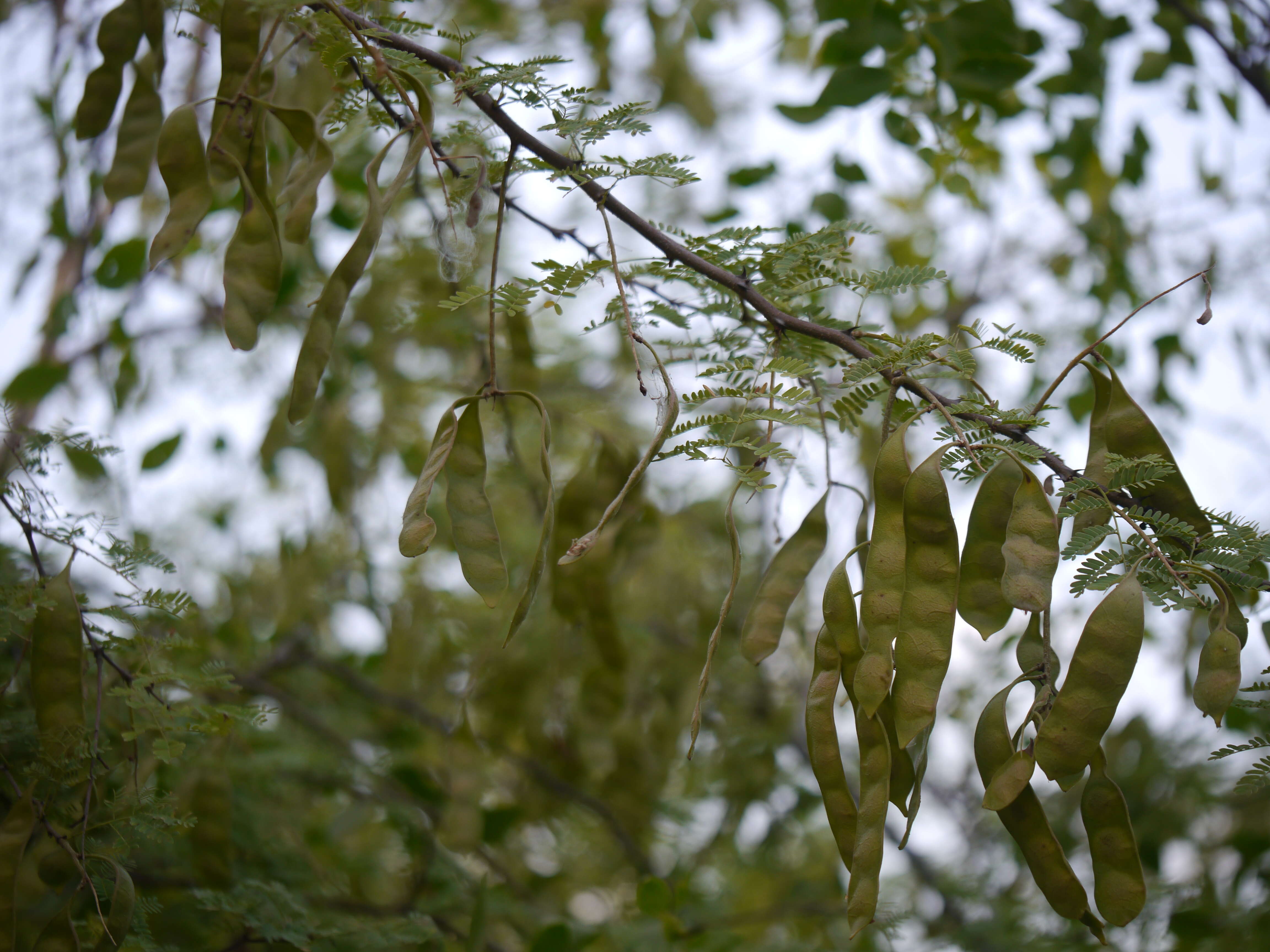 Image of gum arabic