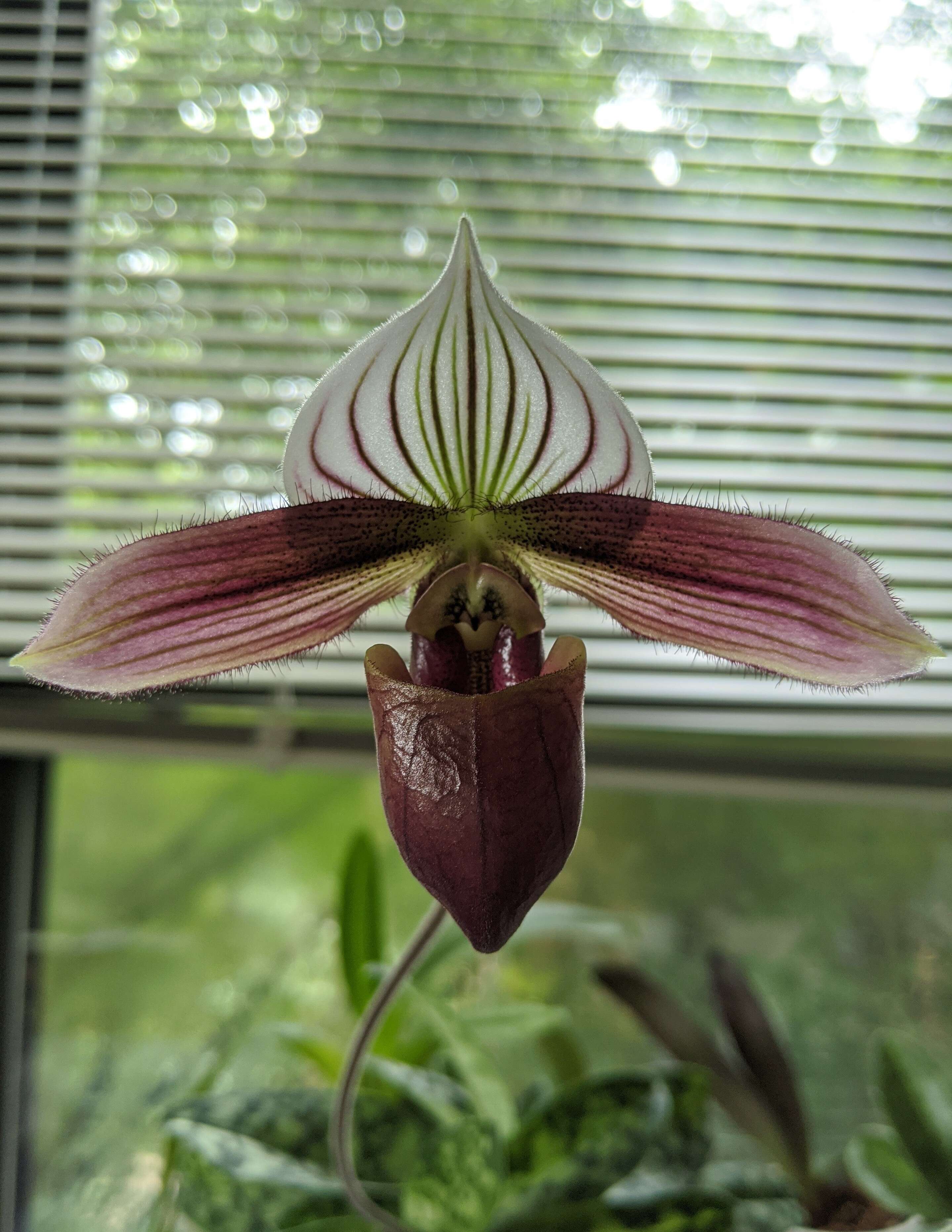 Image of Purple Paphiopedilum