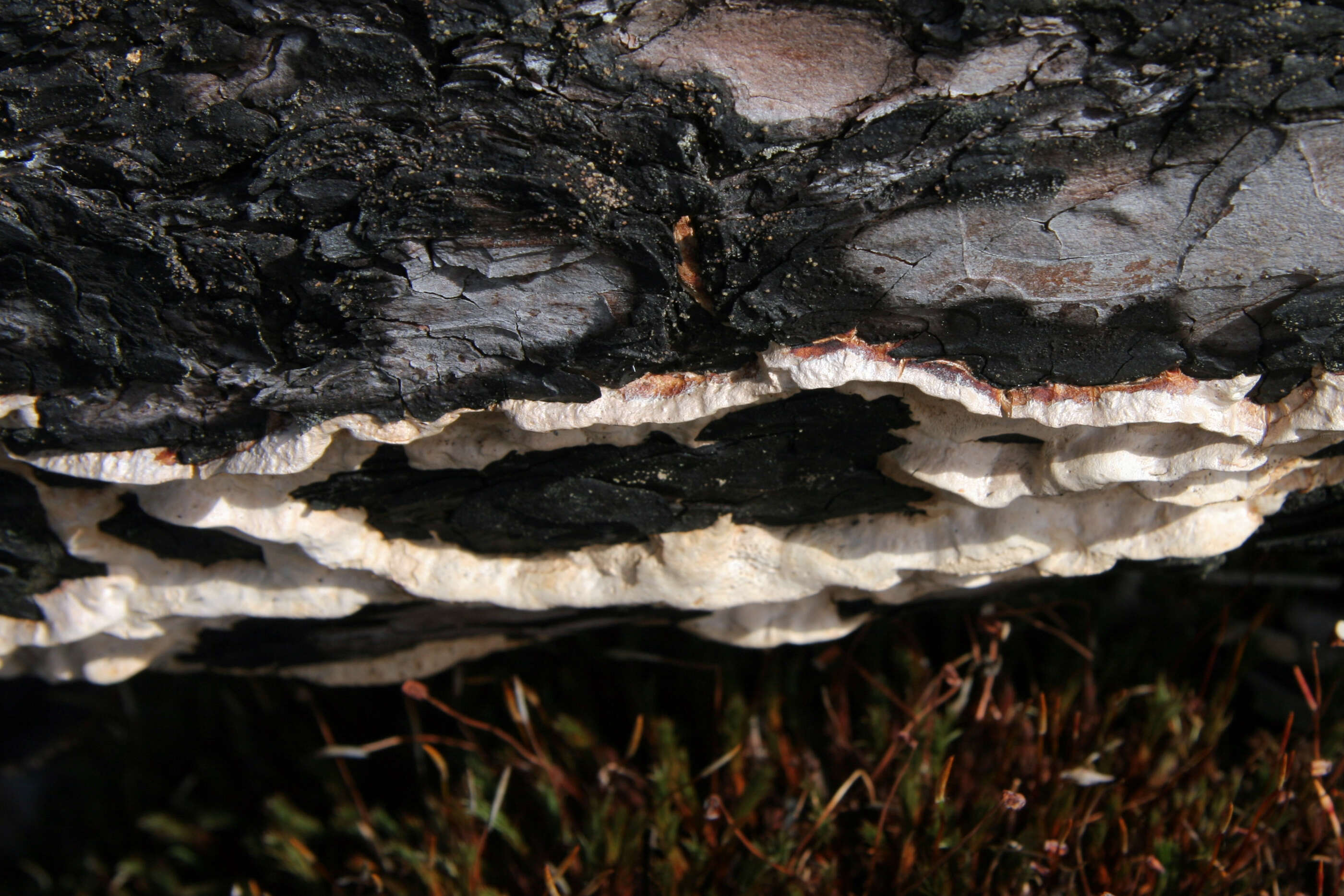 Image of Dichomitus squalens (P. Karst.) D. A. Reid 1965