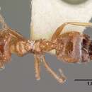 Image of Crematogaster adrepens Forel 1897