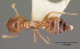 Image of Crematogaster adrepens Forel 1897