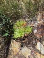 Haworthia turgida Haw. resmi