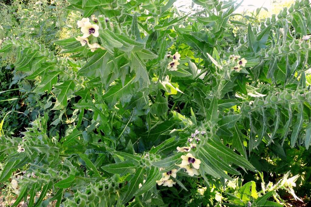 Image of black henbane