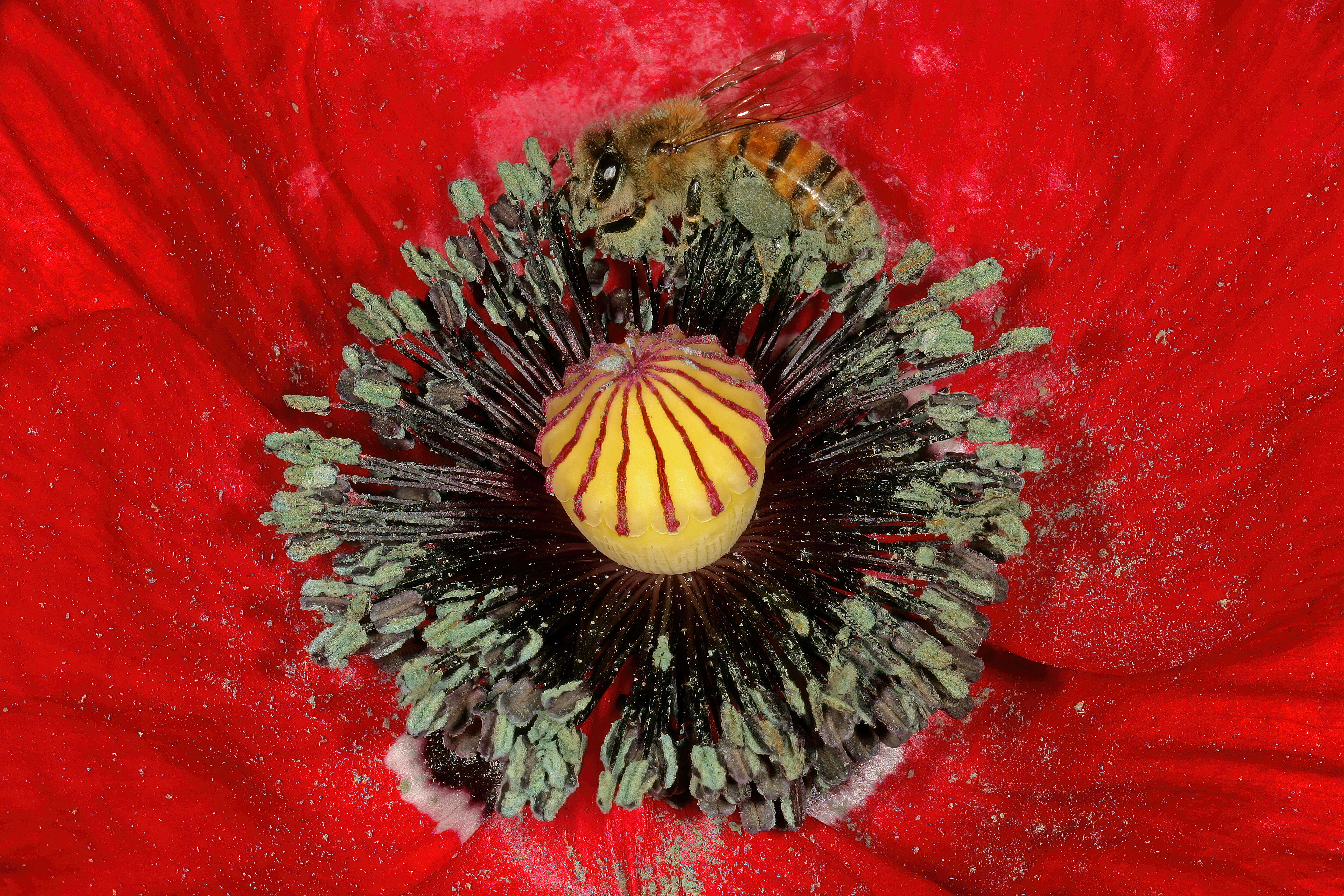 Слика од Apis mellifera scutellata