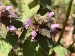 Image of purple archangel