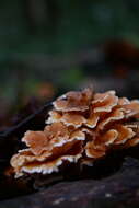 Image of Podoscypha petalodes (Berk.) Boidin 1959