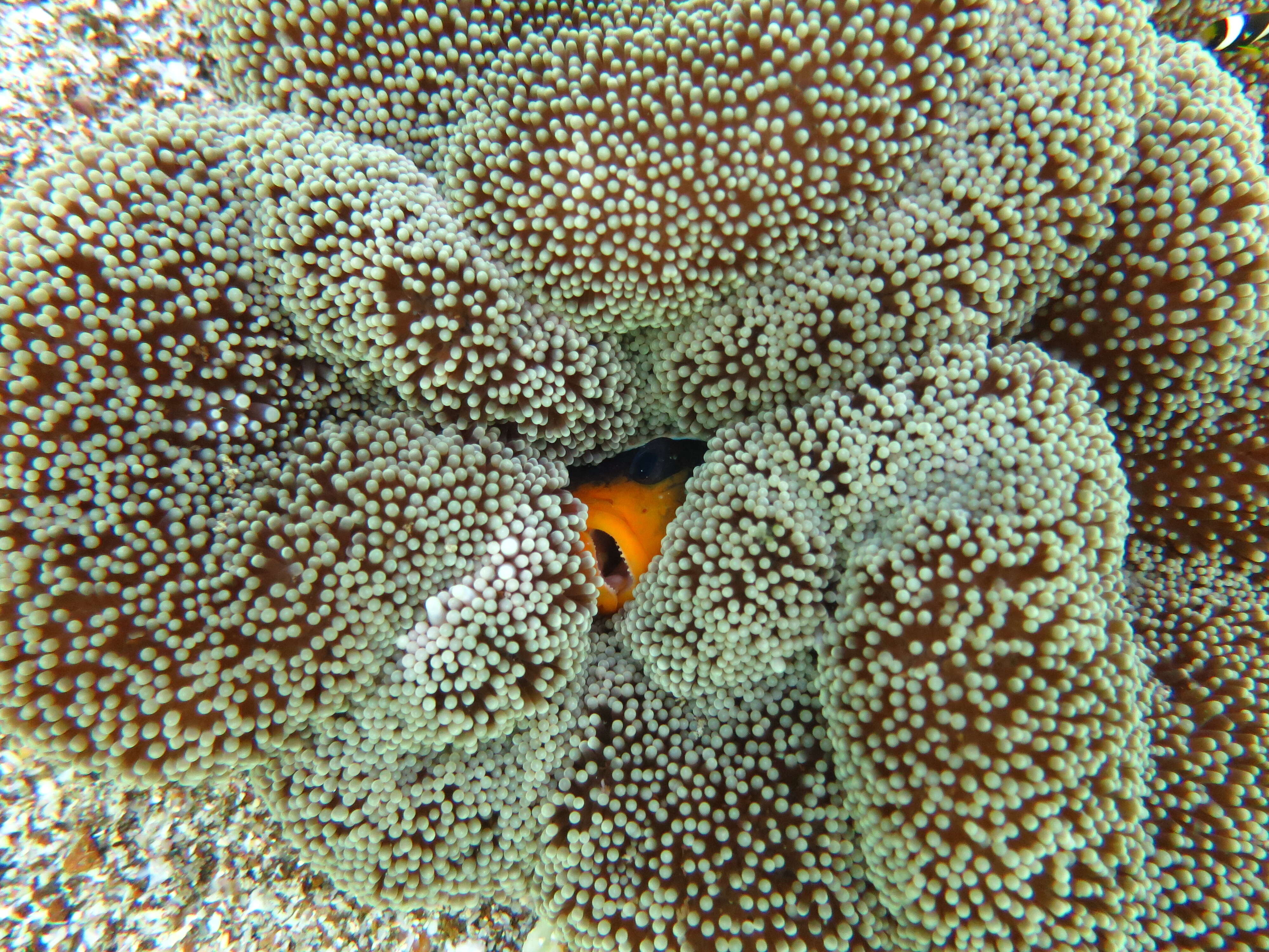 Image of Haddon's Carpet Anemone