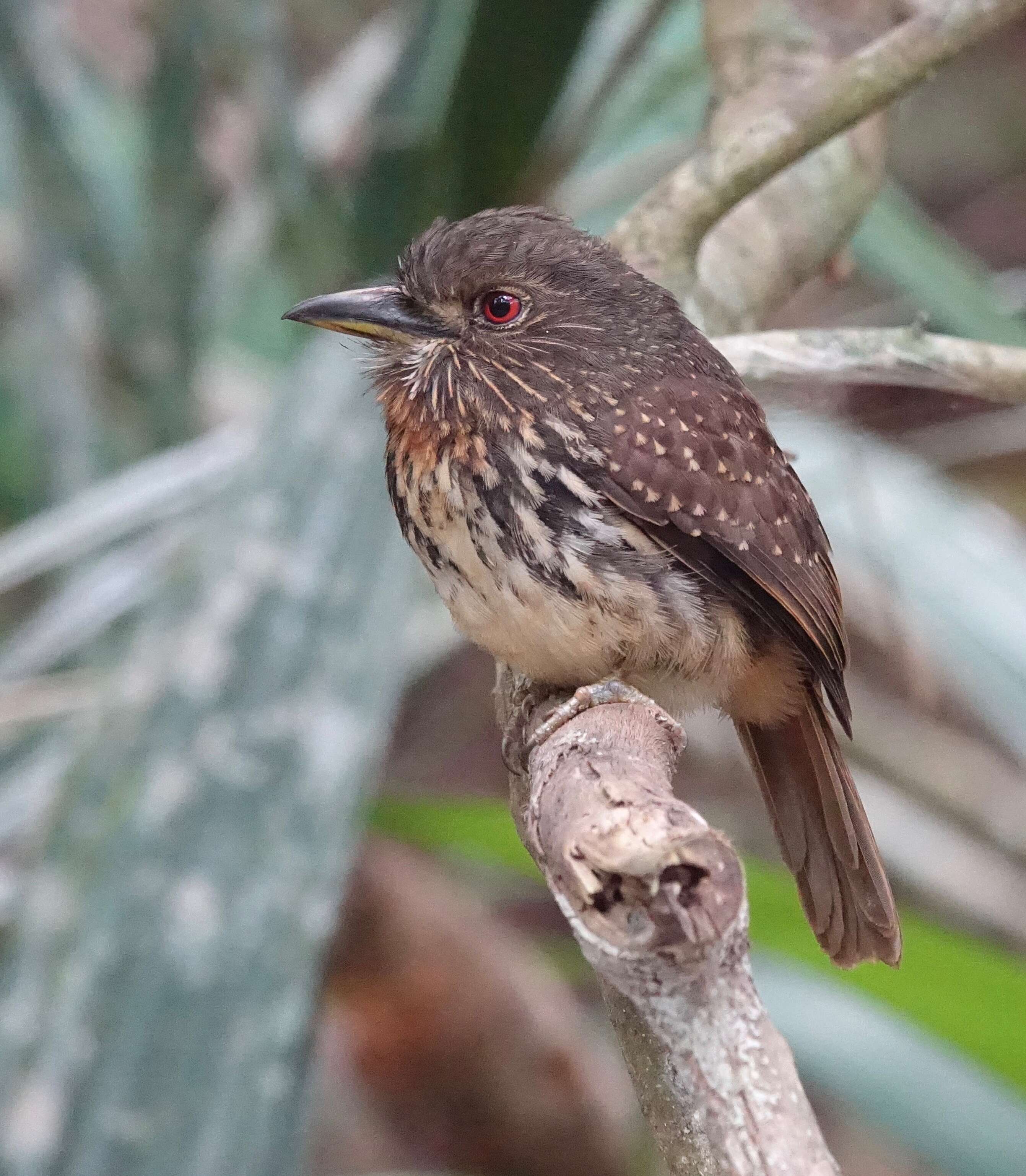 Image of White-whiskered Puffbird