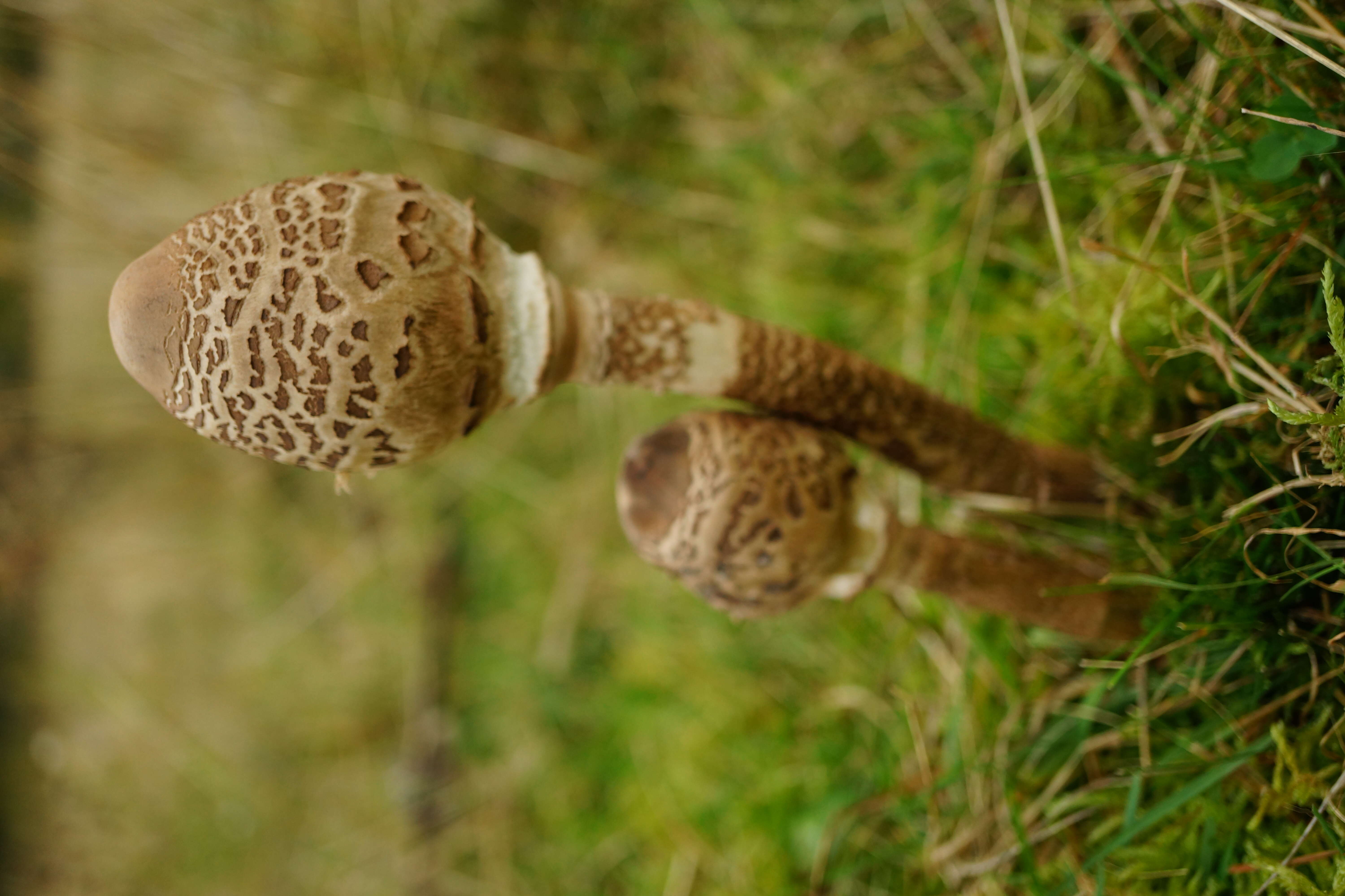 Image of Macrolepiota procera (Scop.) Singer 1948