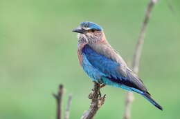 Imagem de Coracias benghalensis (Linnaeus 1758)