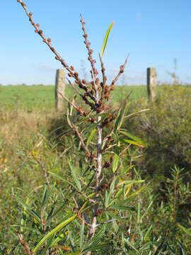 Image of Sea-buckthorn