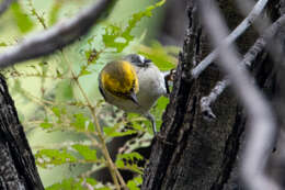 Image of Hermit Warbler