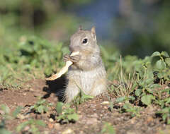 صورة Otospermophilus Brandt 1844