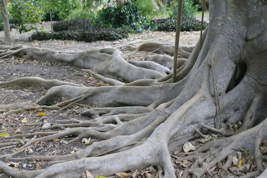 Ficus subcordata Bl. resmi