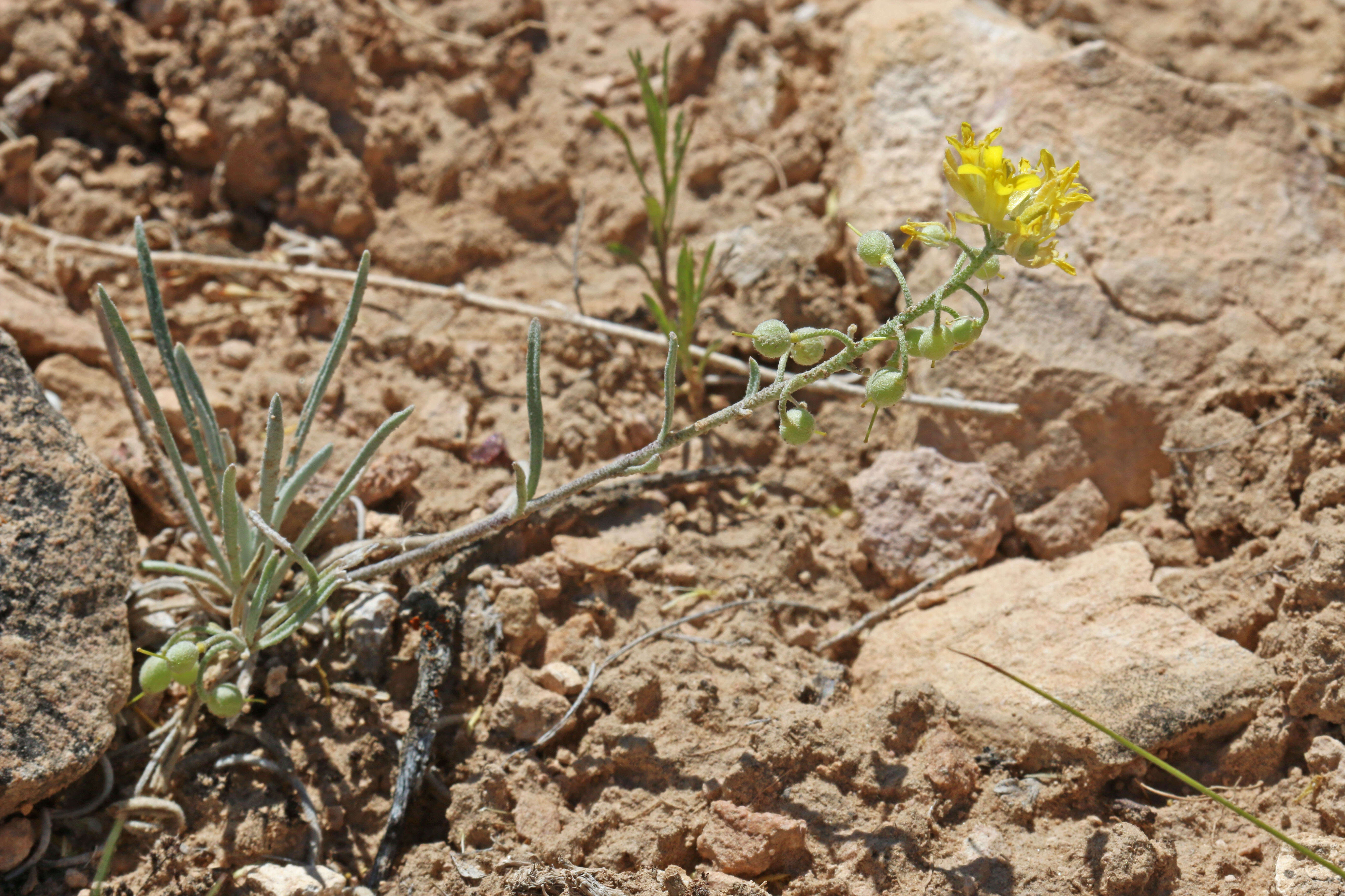 Plancia ëd Physaria ludoviciana (Nutt.) O'Kane & Al-Shehbaz