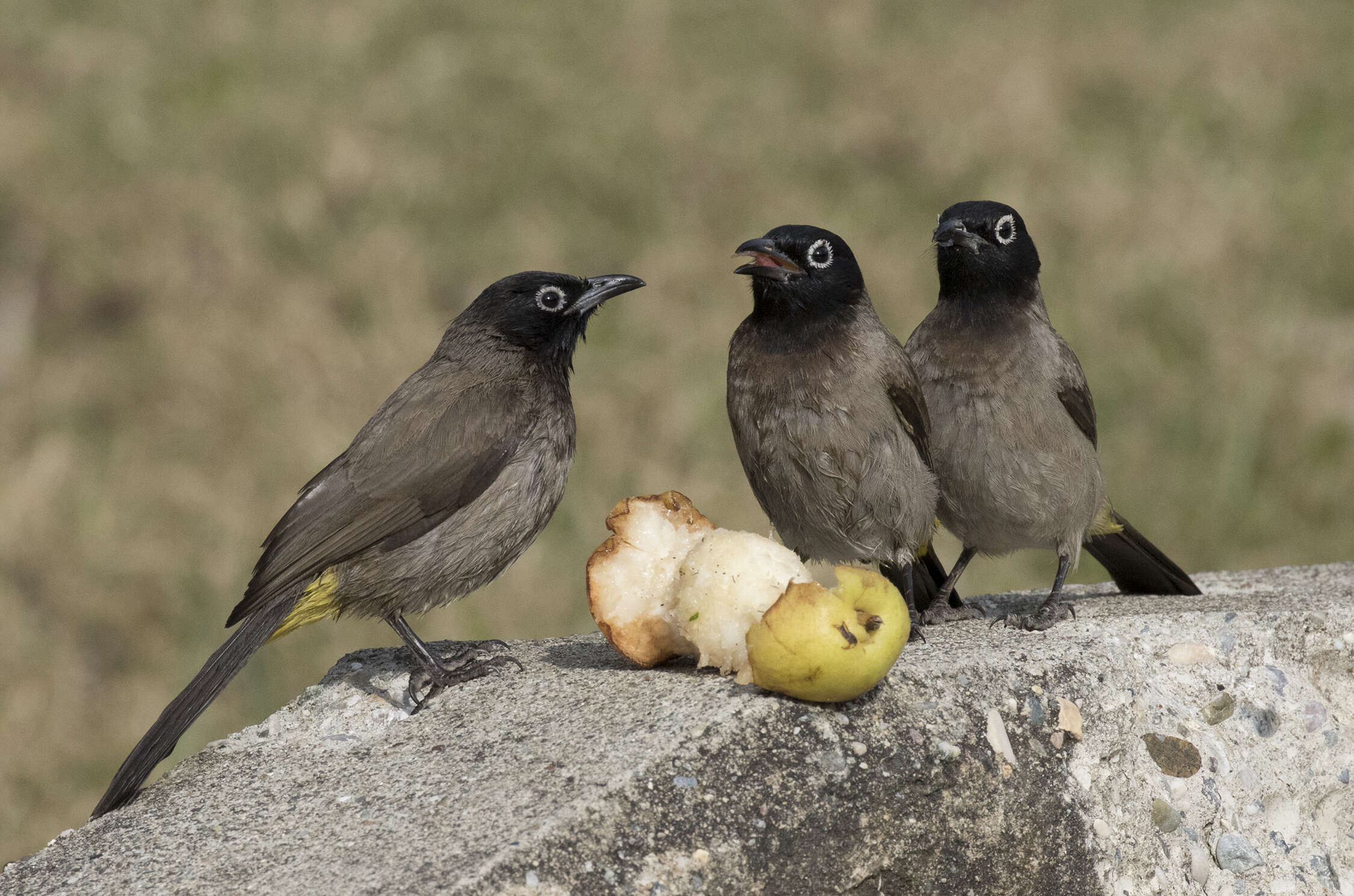 Image of White-eyed Bulbul