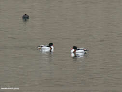 Image of shelduck, common shelduck