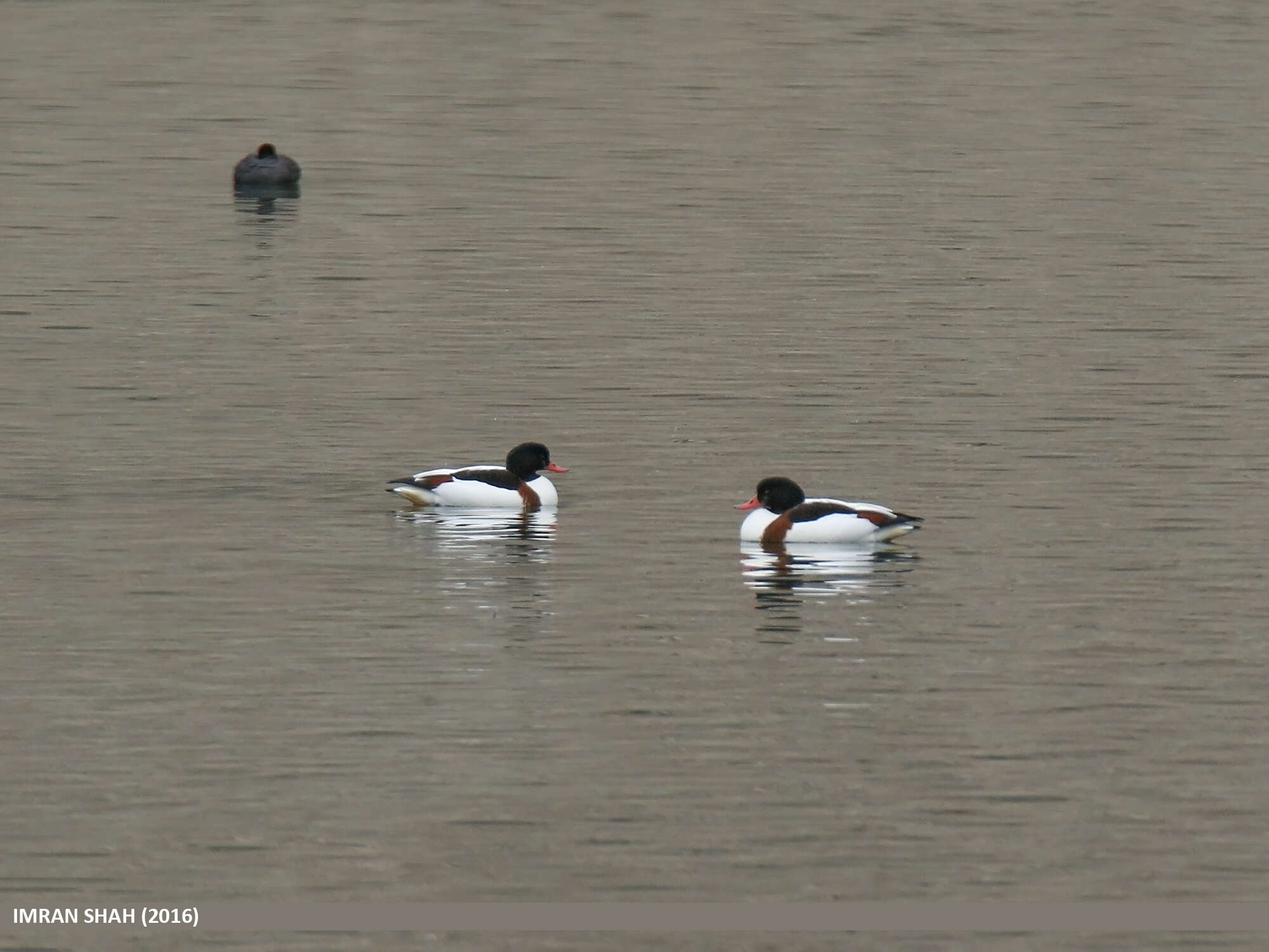 Image of shelduck, common shelduck