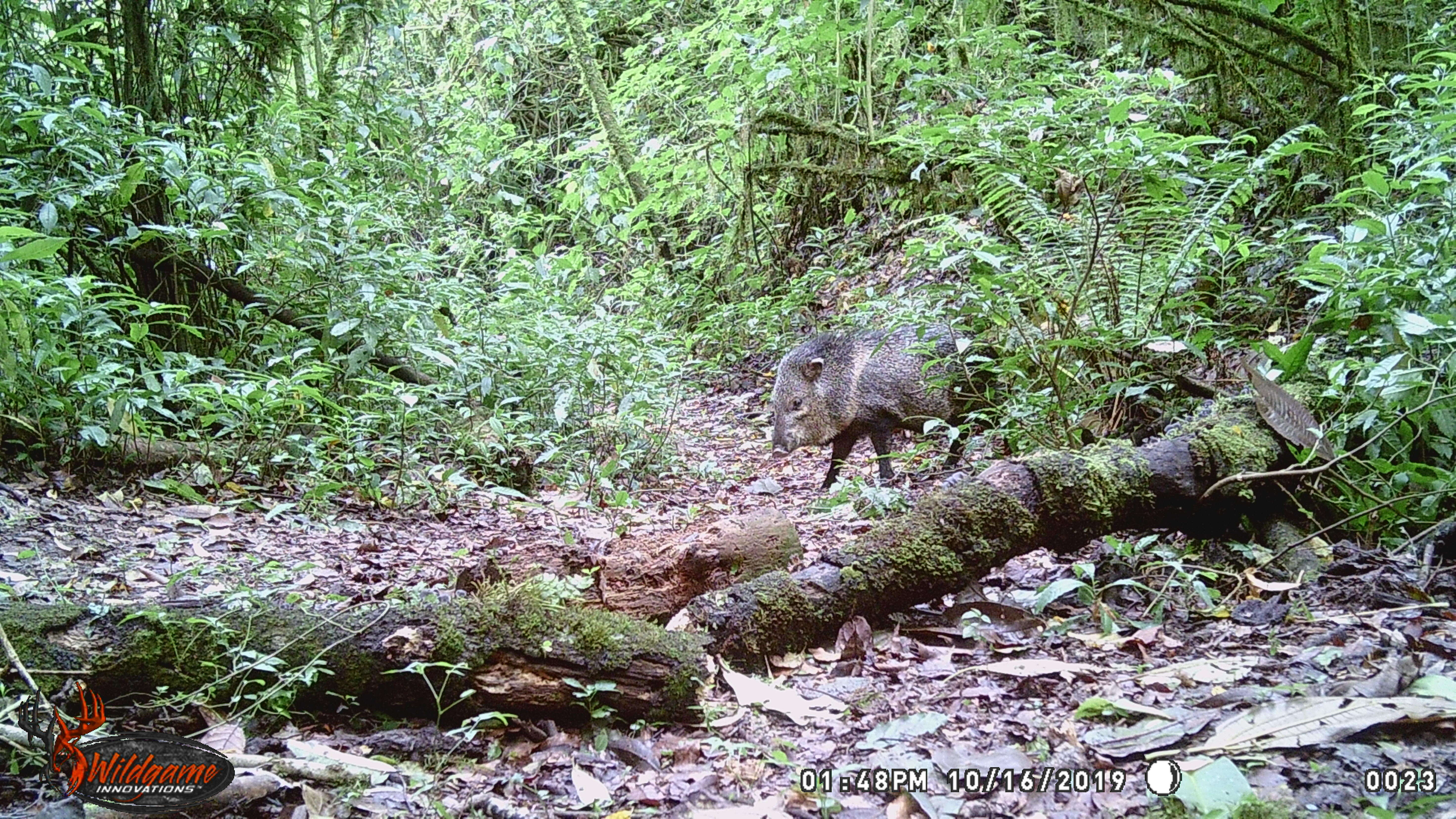 Image of peccaries