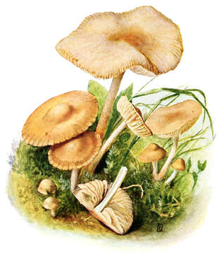 Image of Marasmius oreades (Bolton) Fr. 1836