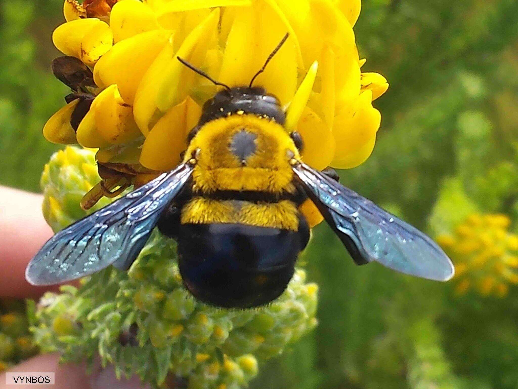 Plancia ëd Xylocopa olivacea (Fabricius 1778)