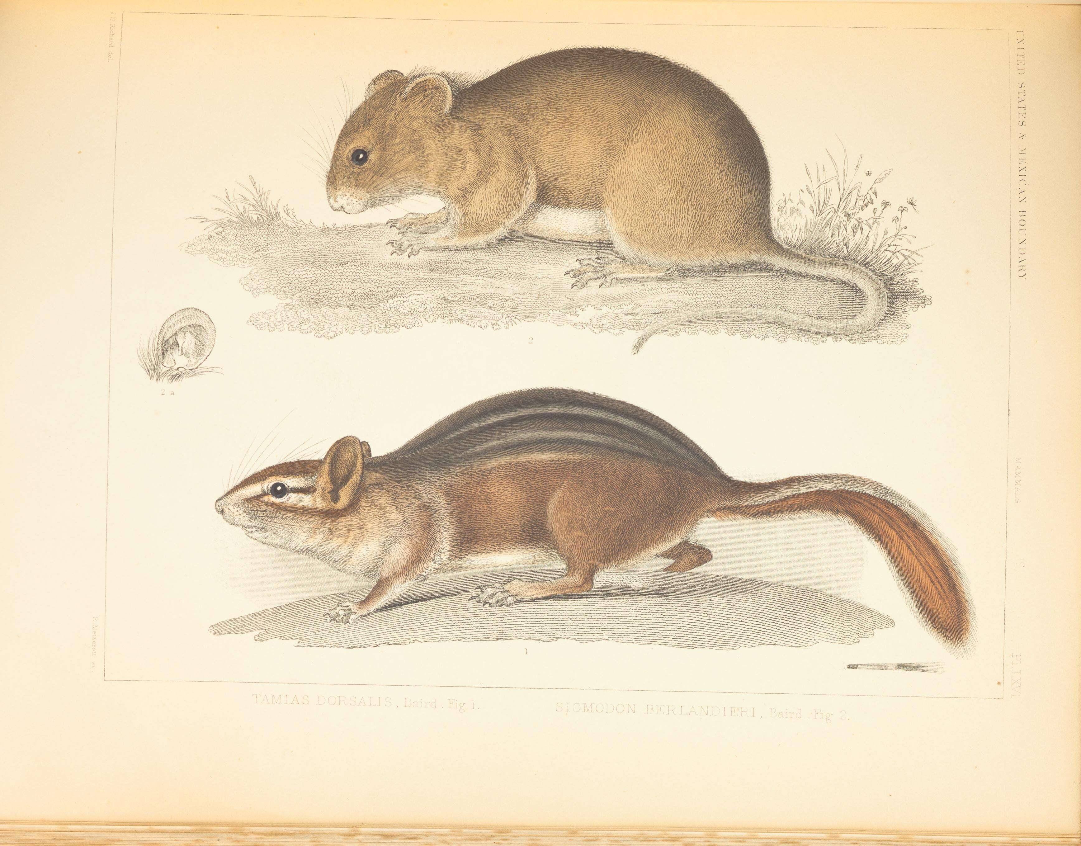 Imagem de Tamias dorsalis Baird 1855