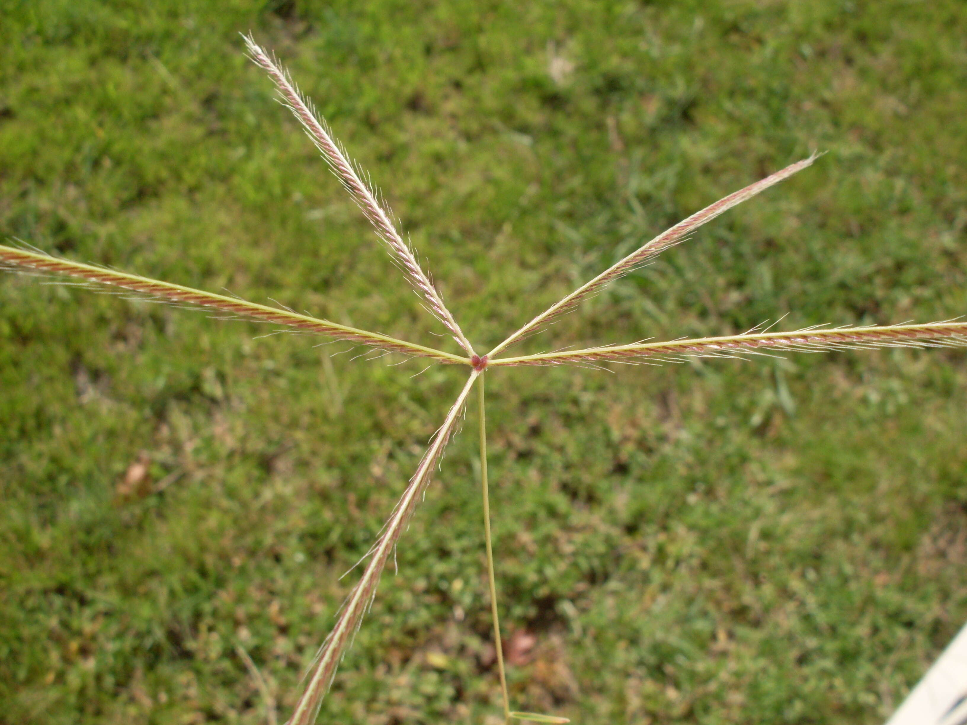 Image of Australian fingergrass