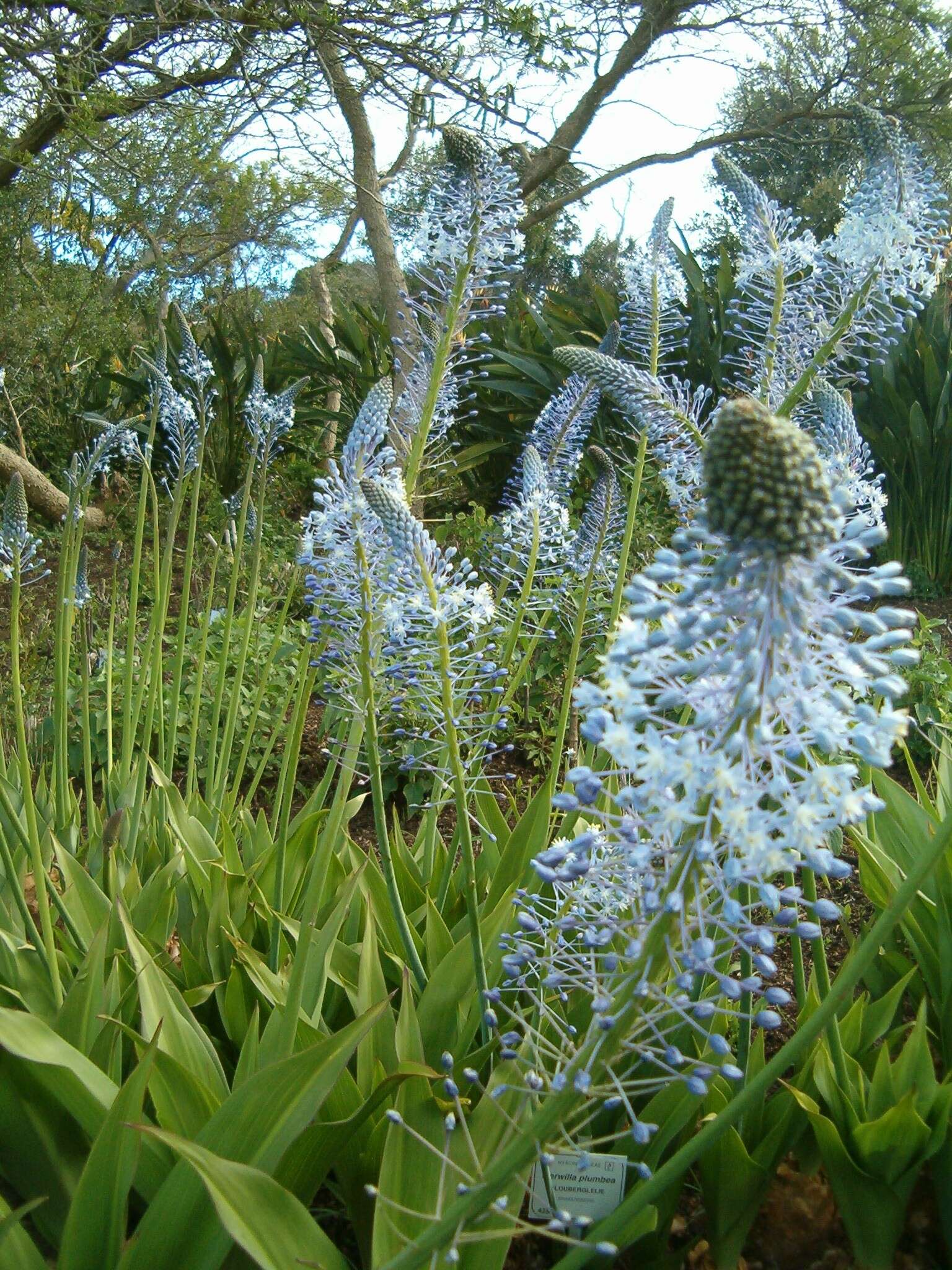 Image of Large blue squill