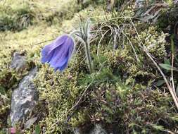 Imagem de Pulsatilla vulgaris Miller