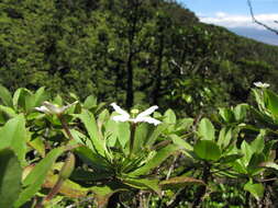 Imagem de Scaevola chamissoniana Gaud.