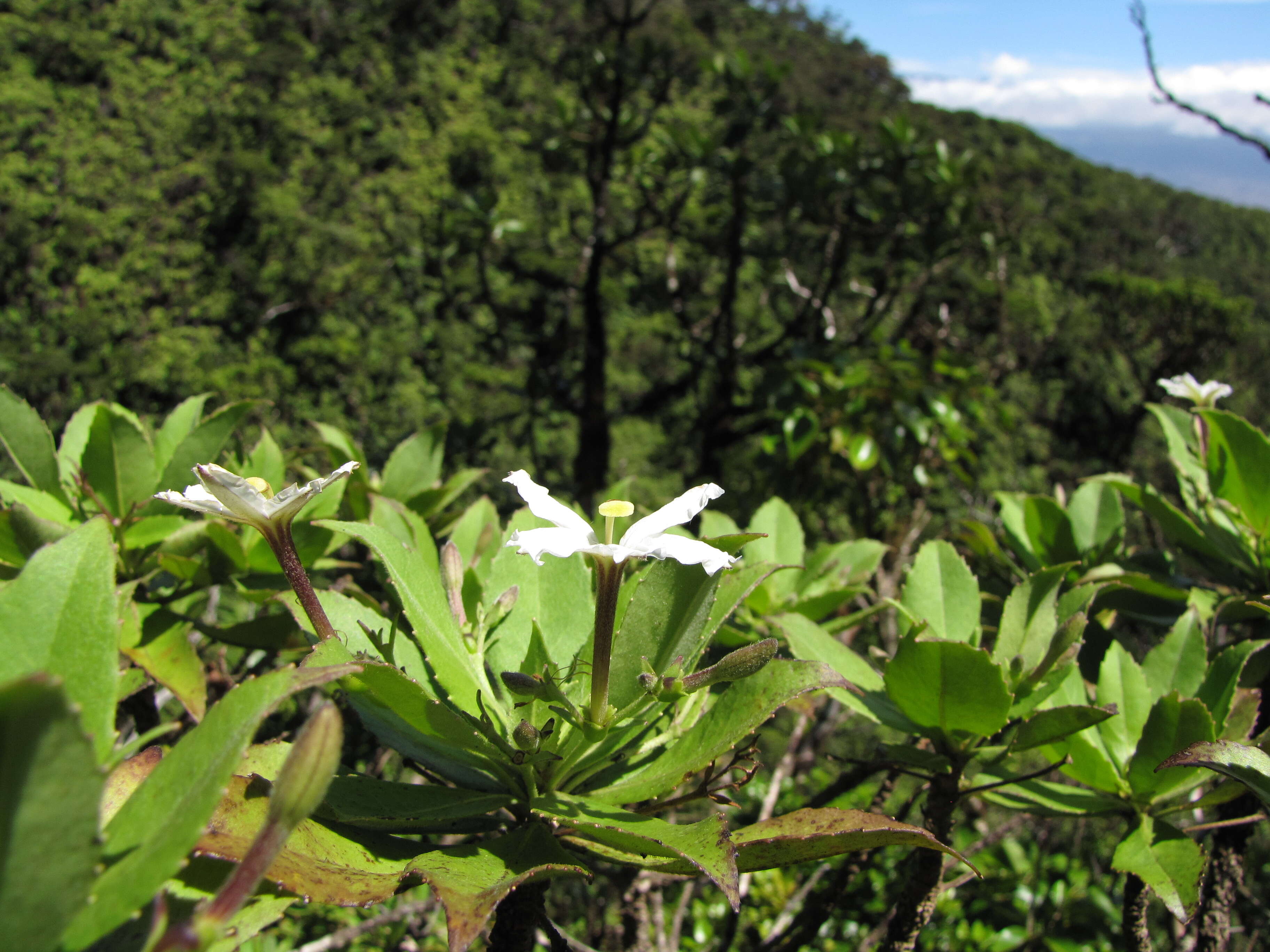 Imagem de Scaevola chamissoniana Gaud.