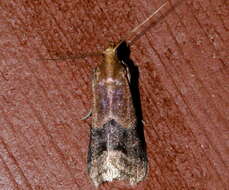 Image of Broad-banded Eulogia Moth