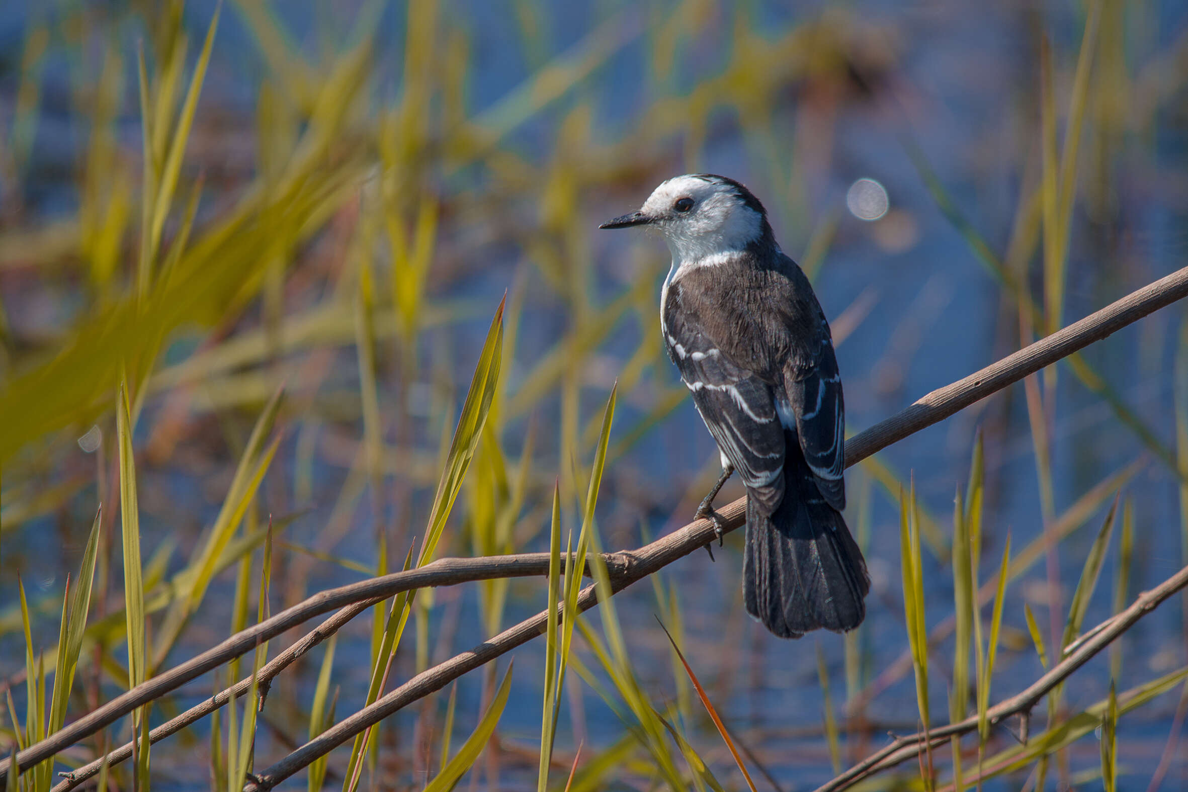 Fluvicola albiventer (Spix 1825)的圖片