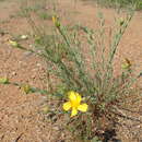 Image of Hypericum aucheri Jaub. & Spach