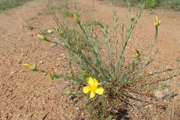 Image of Hypericum aucheri Jaub. & Spach