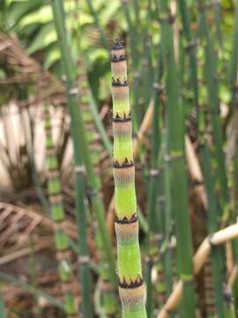 Image of Common Scouring-Rush